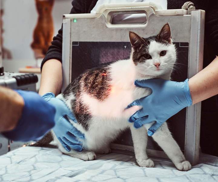 Radiologie vétérinaire Veauche